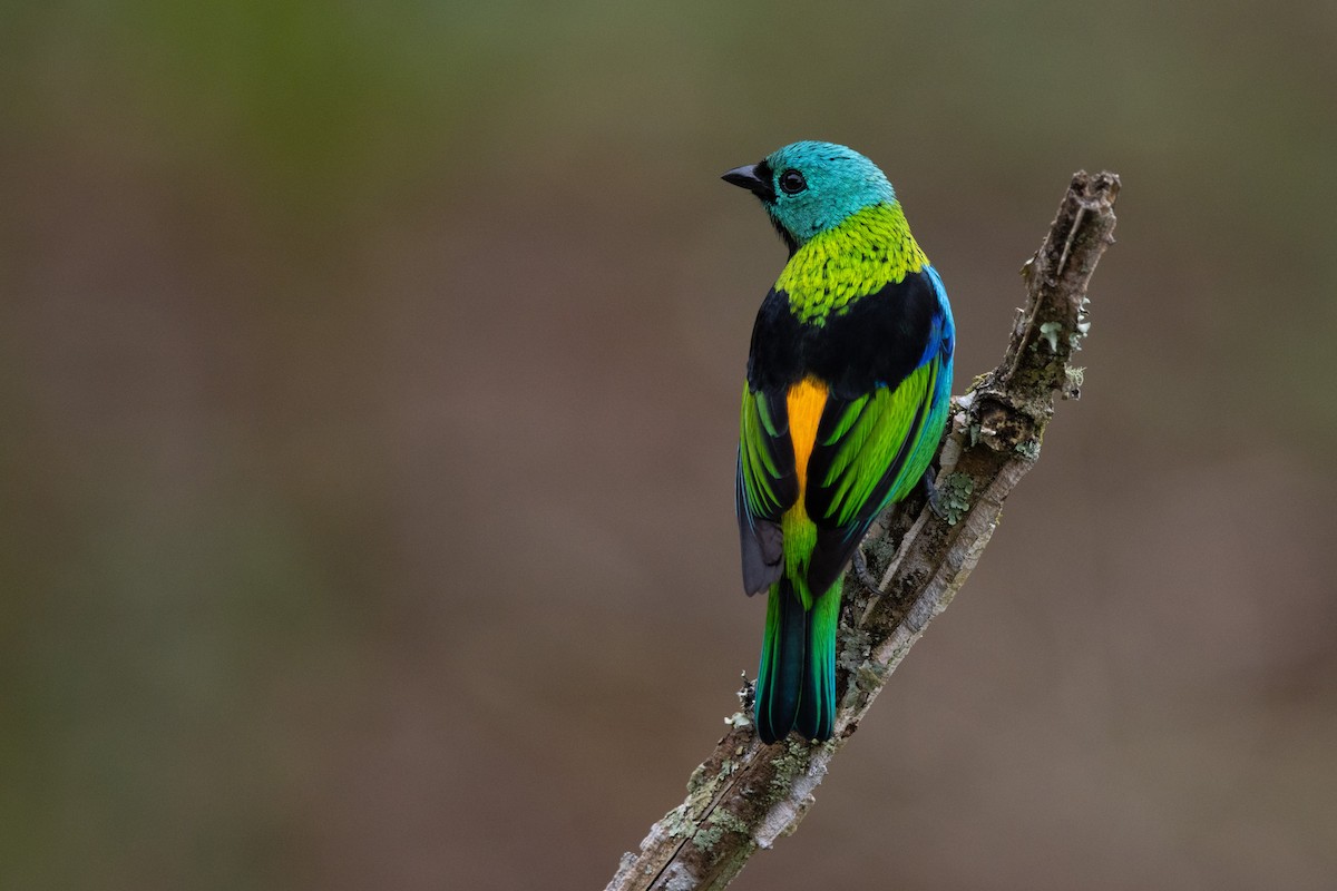 Green-headed Tanager - ML638698999