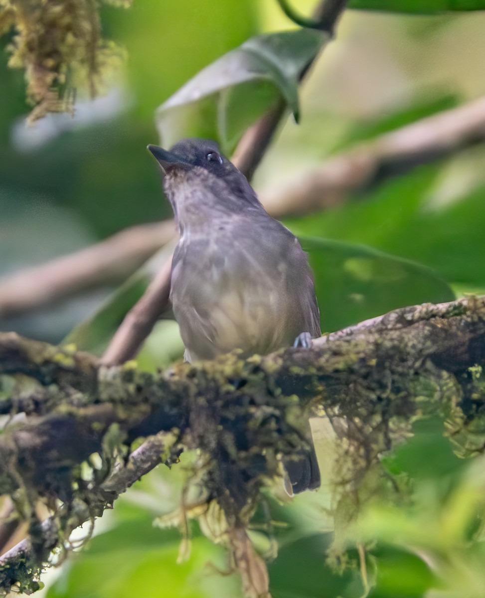 Plain Antvireo - ML638699000