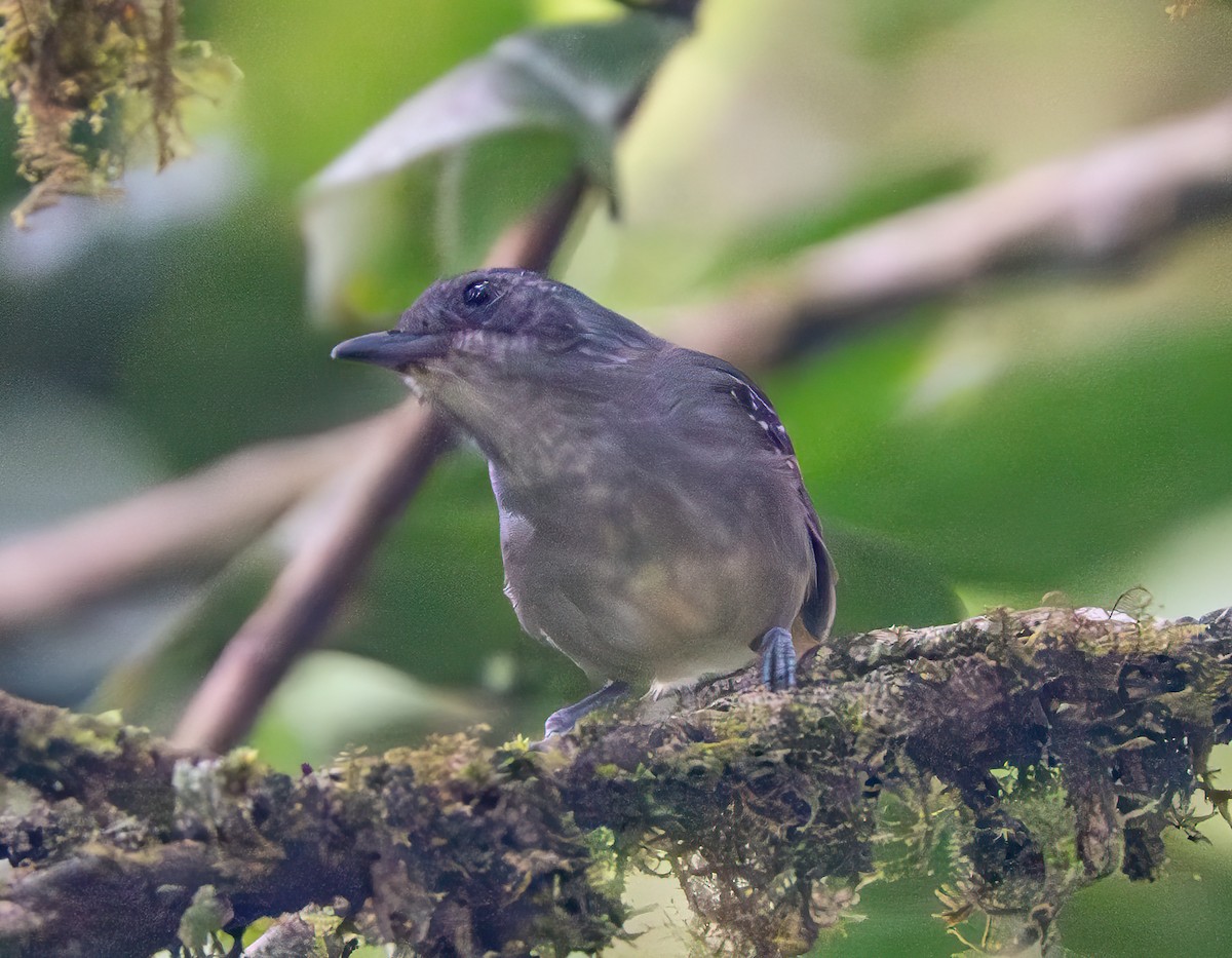 Plain Antvireo - ML638699010