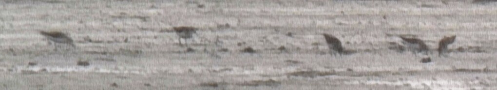 Red-necked Stint - ML638699014