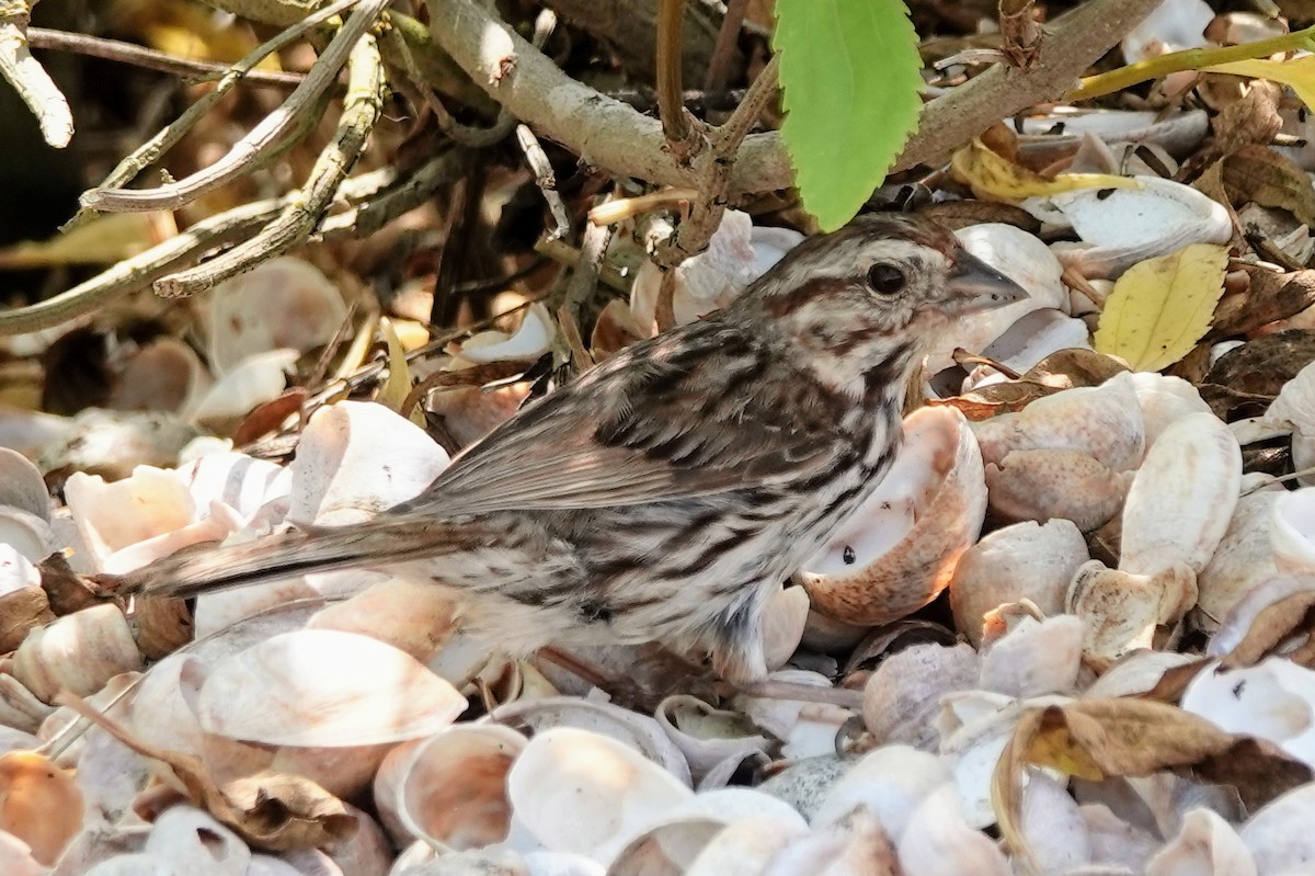 Song Sparrow - ML638699020