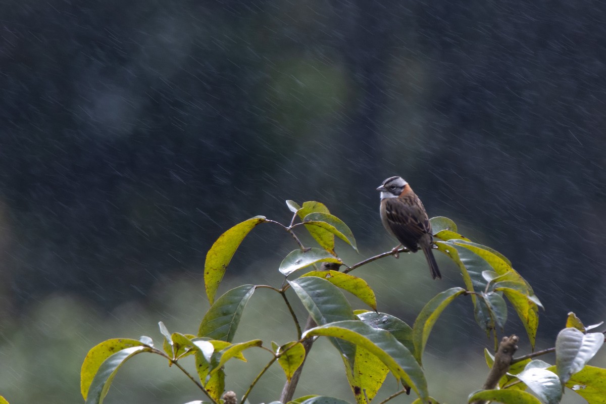 Rufous-collared Sparrow - ML638699025