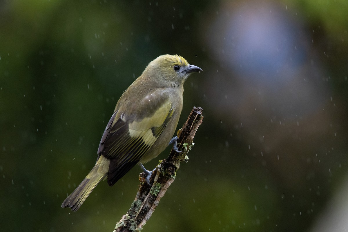 Palm Tanager - ML638699038