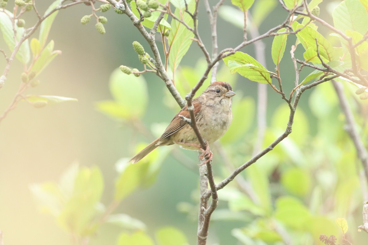 Swamp Sparrow - ML638699066
