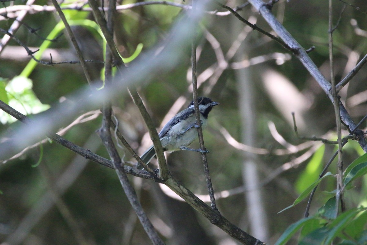Carolina Chickadee - ML638699071