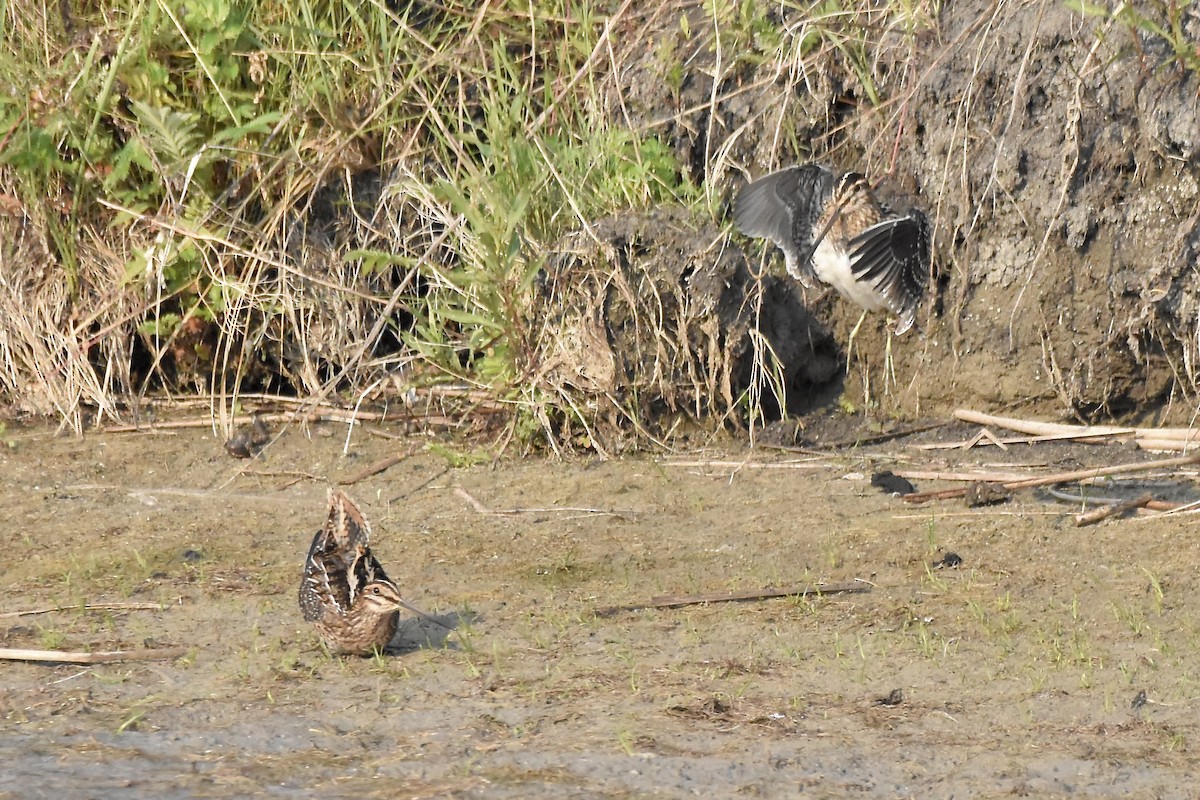 Wilson's Snipe - ML638699093