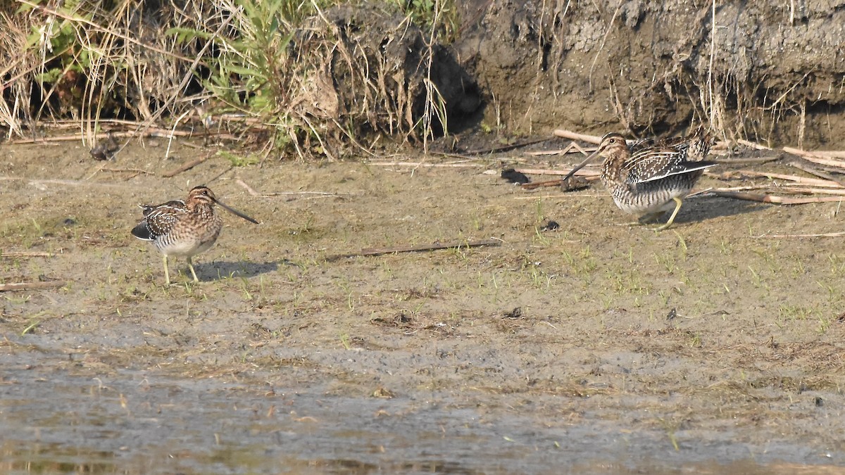 Wilson's Snipe - ML638699094