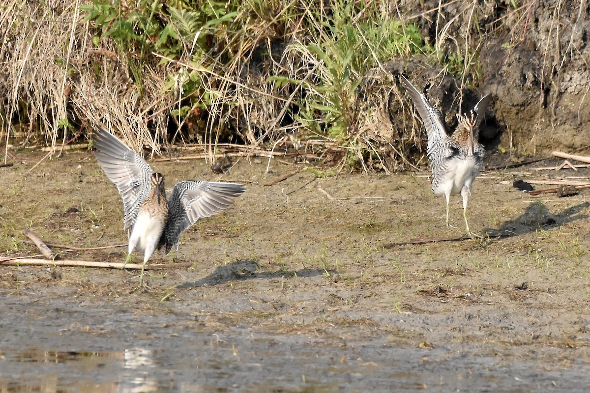 Wilson's Snipe - ML638699096