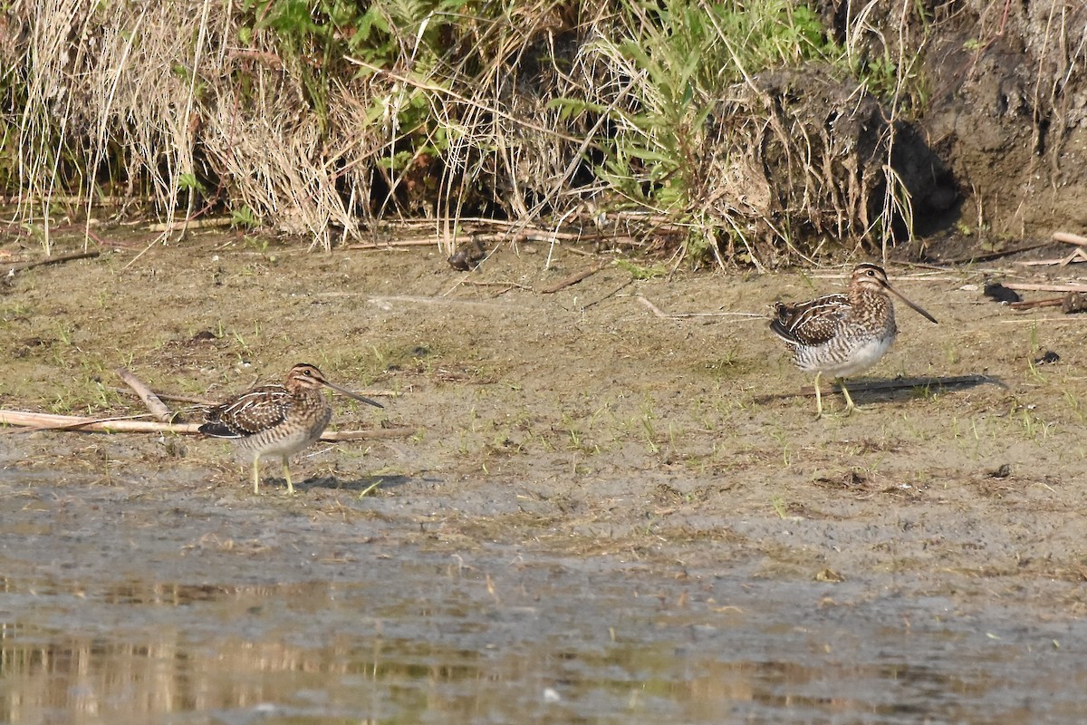 Wilson's Snipe - ML638699097