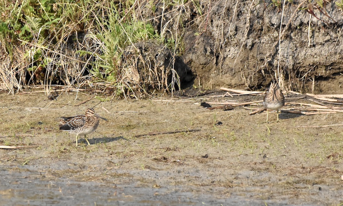 Wilson's Snipe - ML638699098
