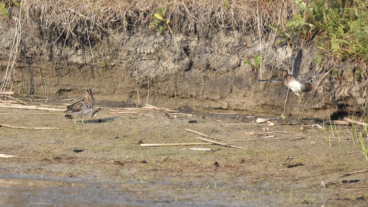 Wilson's Snipe - ML638699099