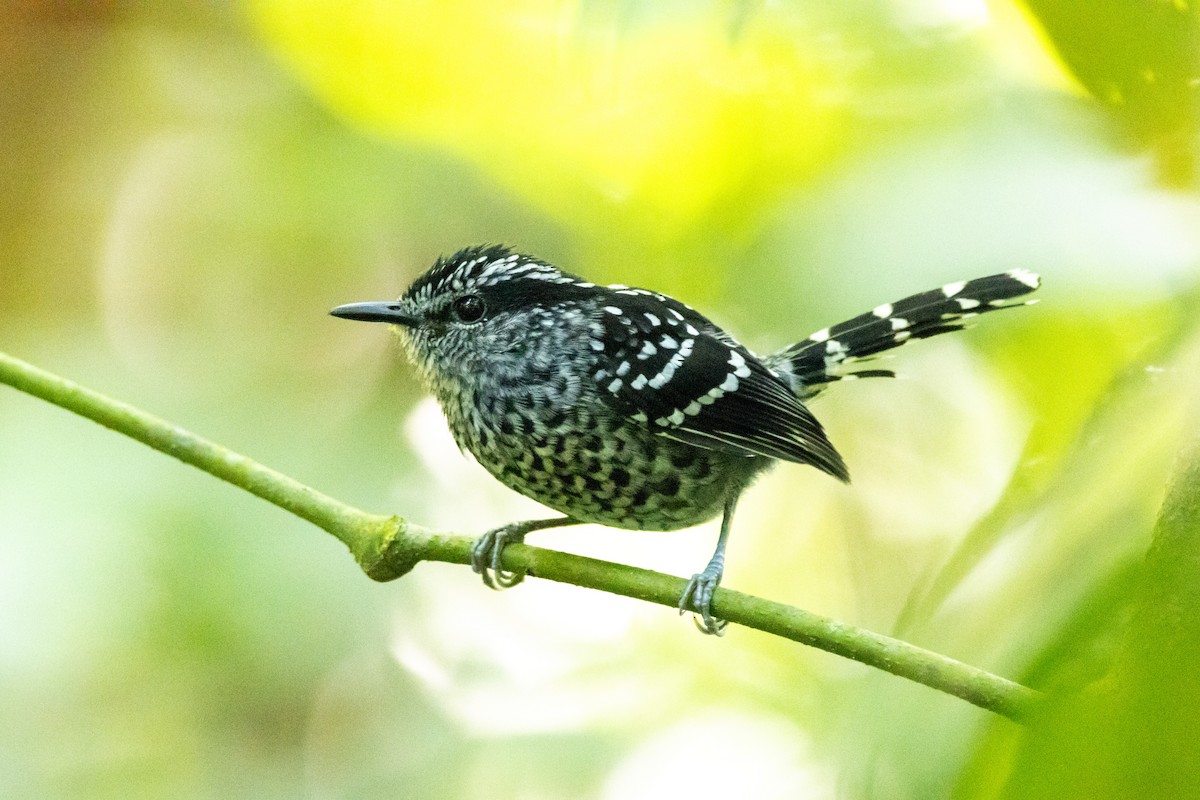Scaled Antbird - ML638699101