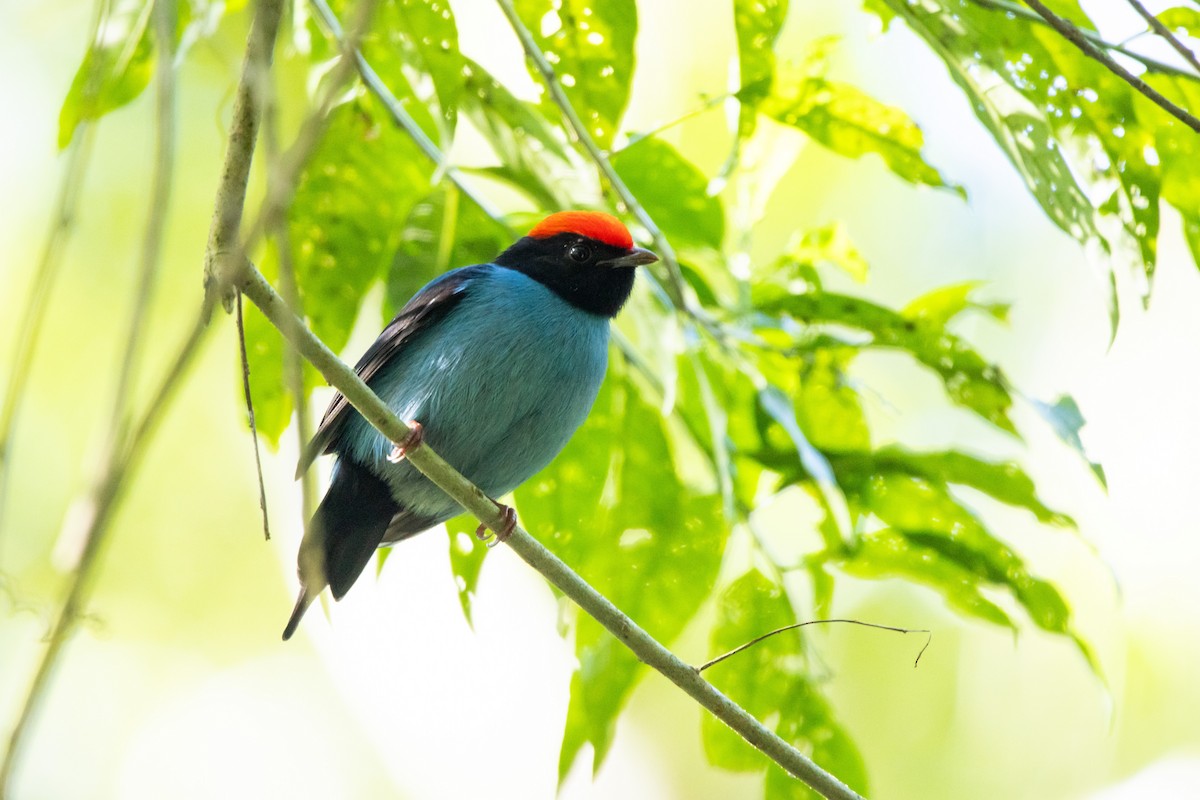Swallow-tailed Manakin - ML638699107
