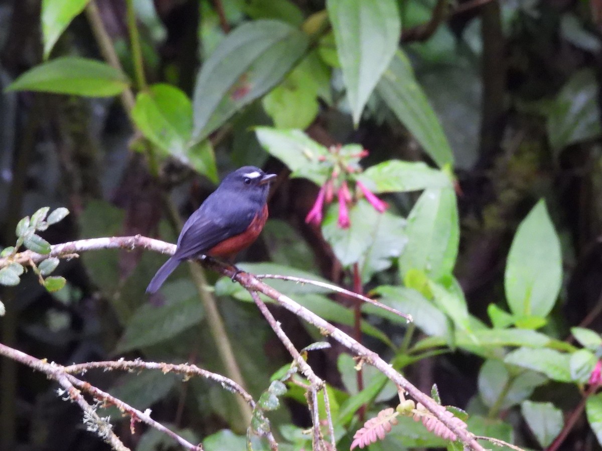 Chestnut-bellied Chat-Tyrant - ML638699108