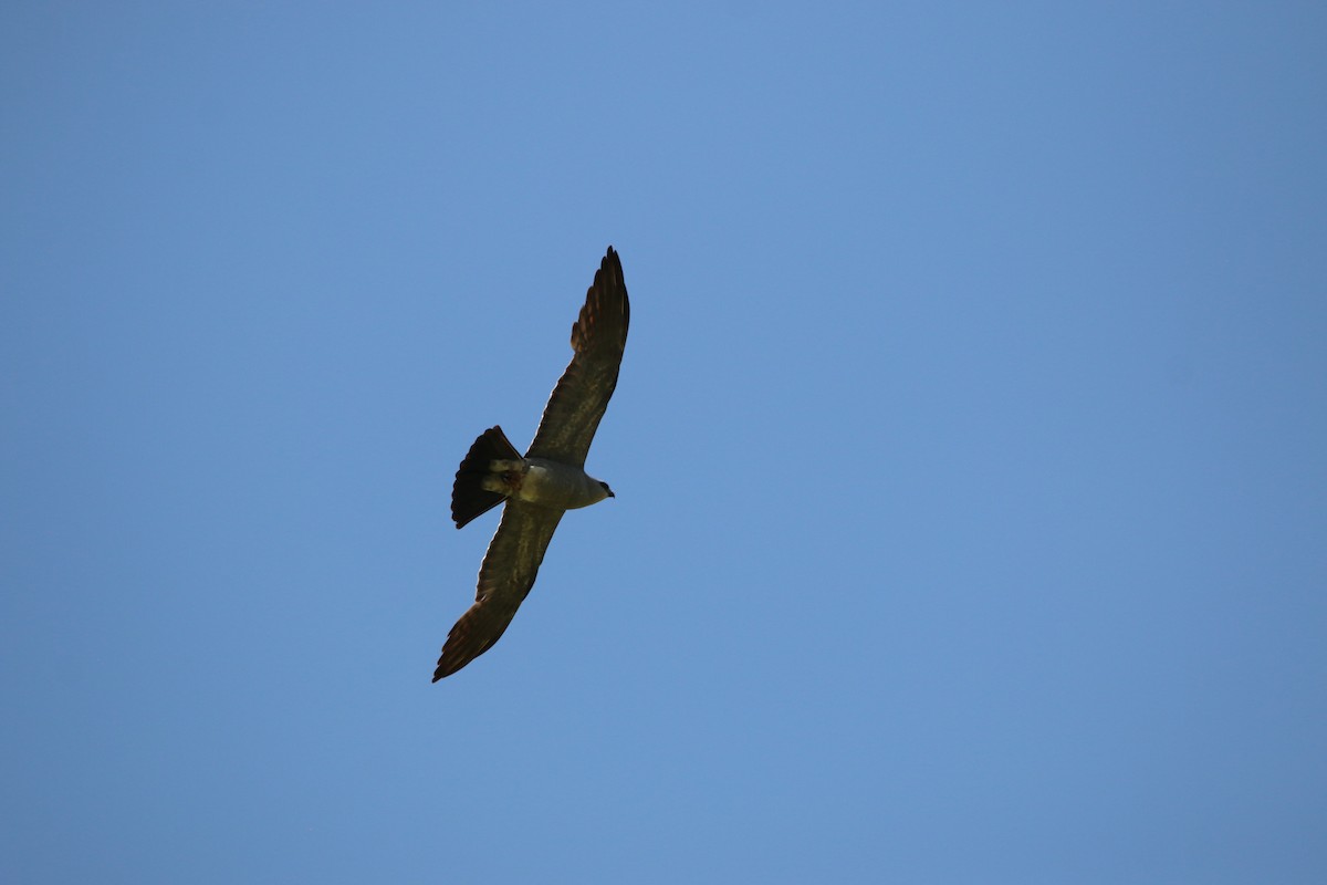 Mississippi Kite - ML638699118