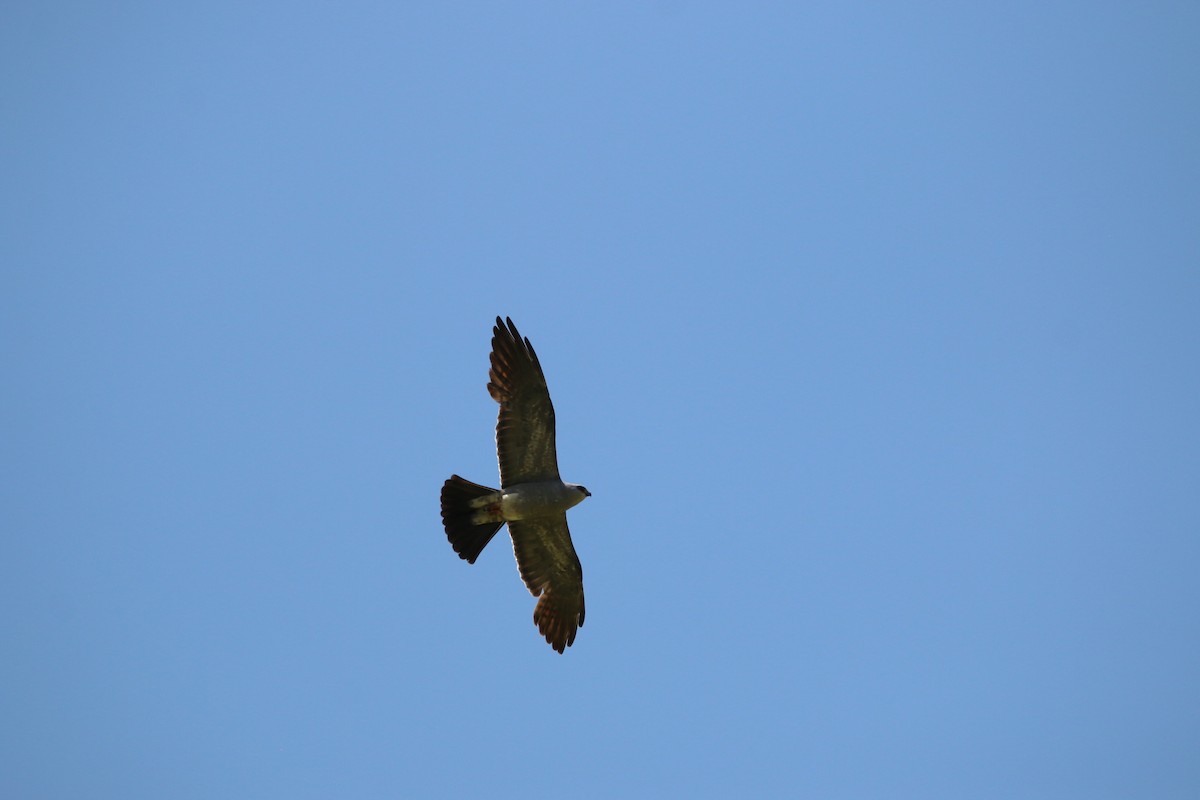 Mississippi Kite - ML638699120