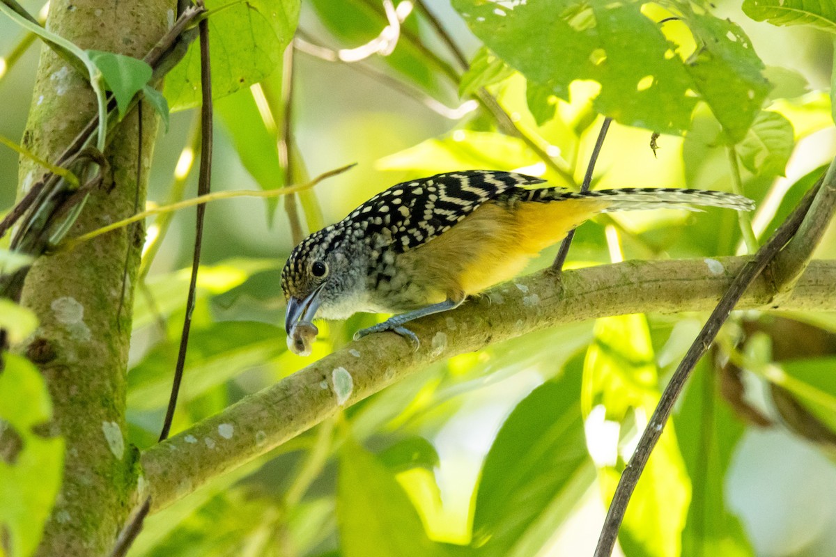Spot-backed Antshrike - ML638699122