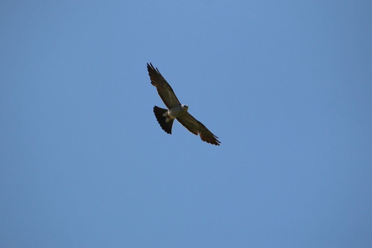 Mississippi Kite - ML638699123