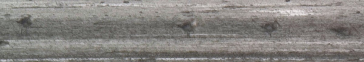 Great Knot - ML638699128