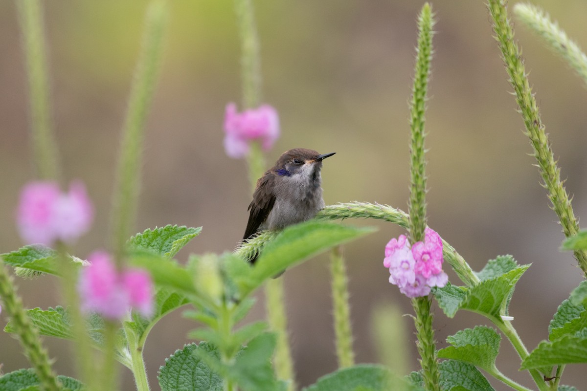 Brown Violetear - ML638699144