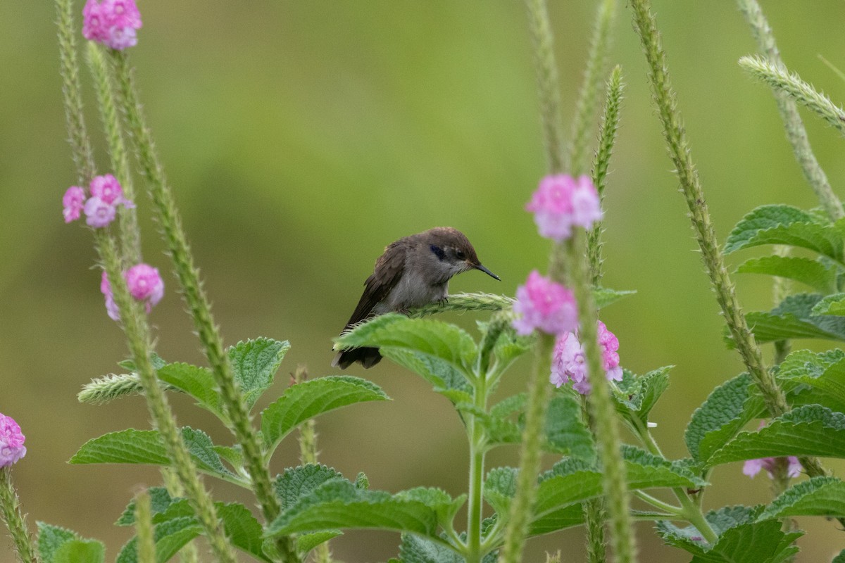 Brown Violetear - ML638699145