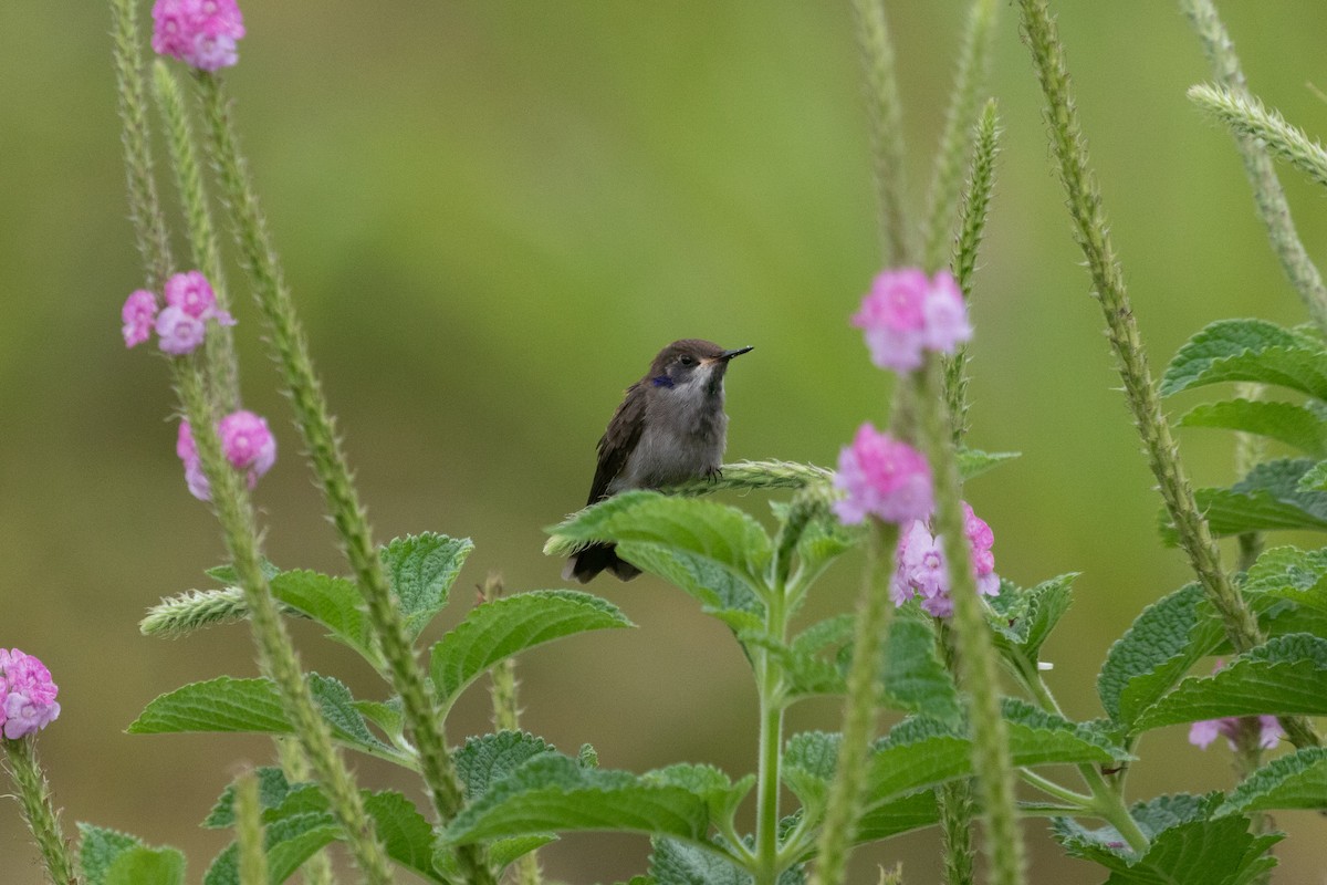 Brown Violetear - ML638699146