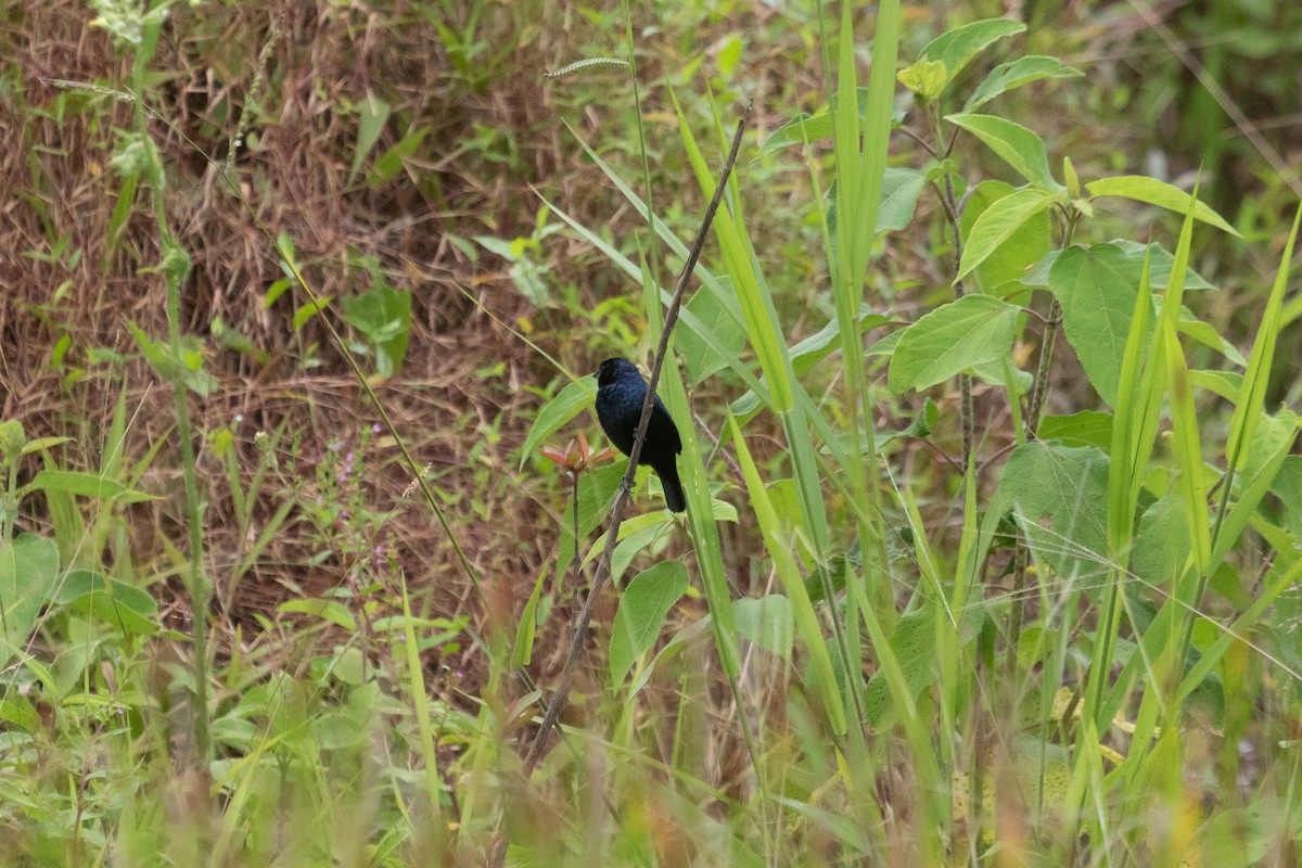 Blue-black Grassquit - ML638699152