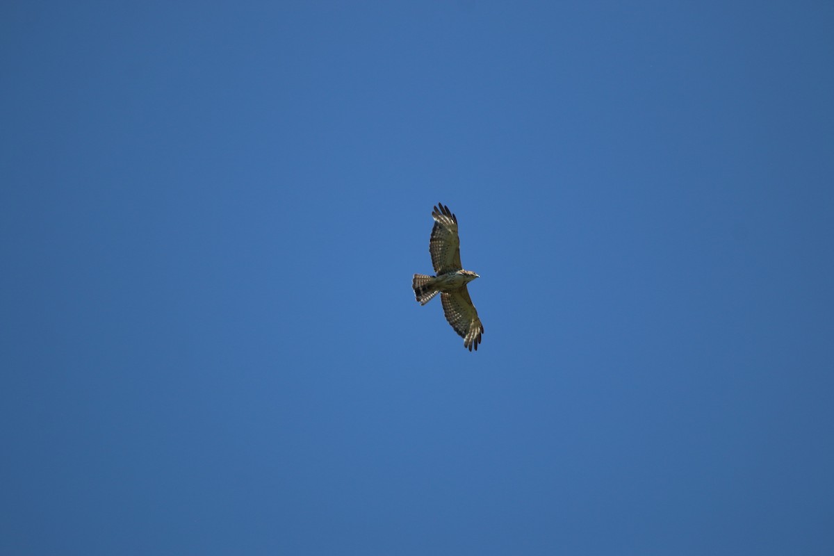 Broad-winged Hawk - ML638699156