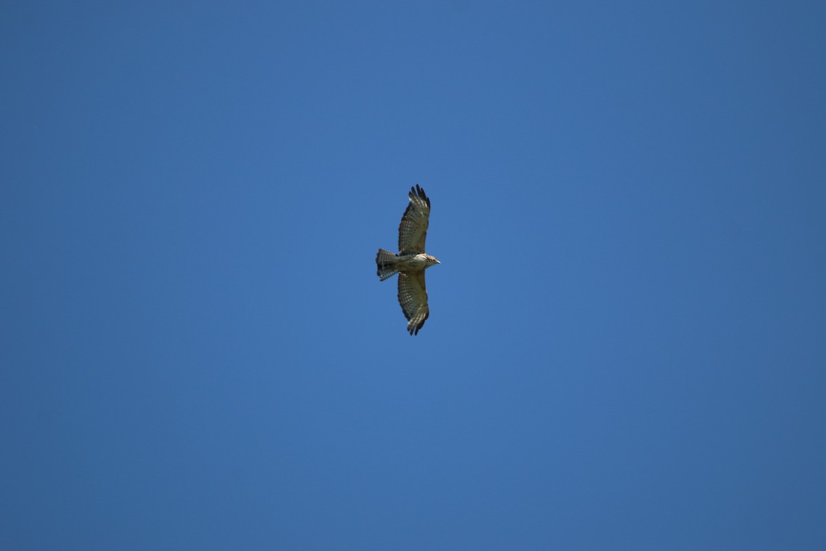 Broad-winged Hawk - ML638699158