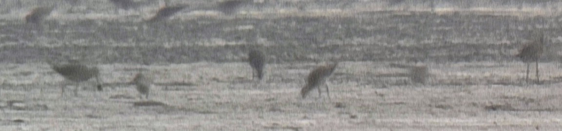 Asian Dowitcher - ML638699171