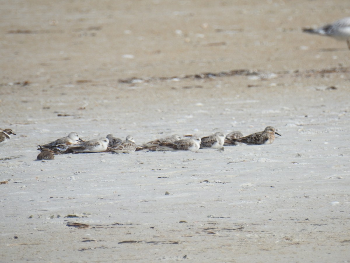 Sanderling - ML638699174