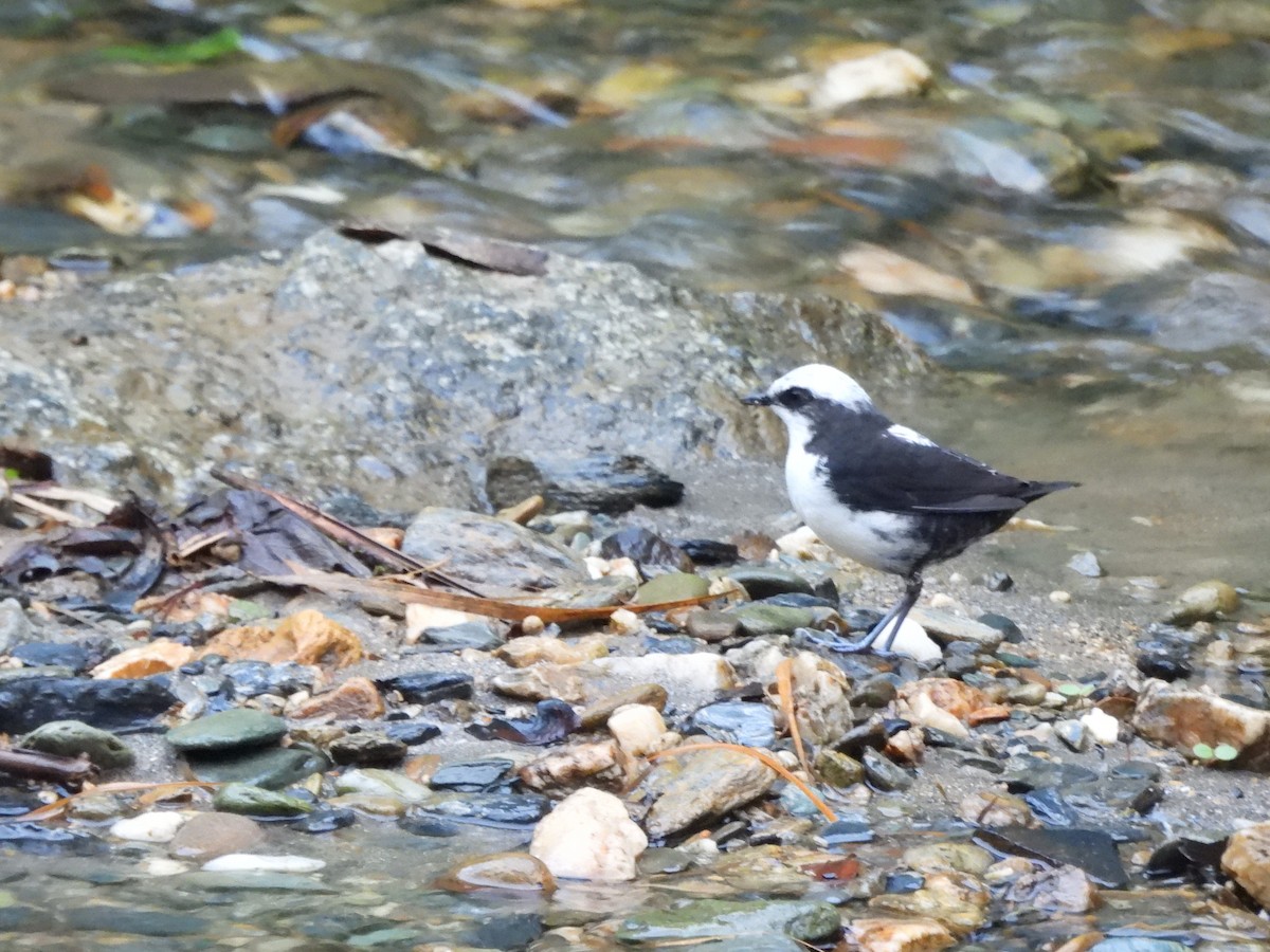 White-capped Dipper - ML638699177
