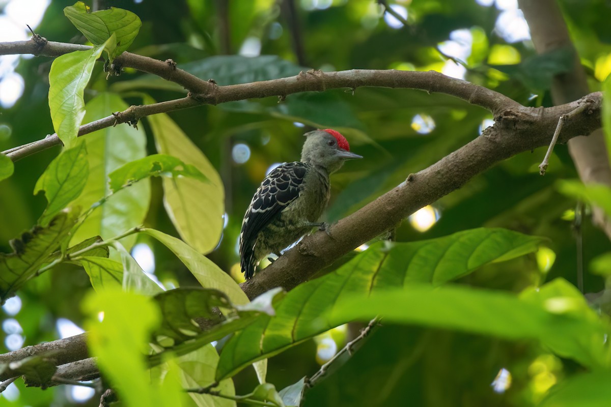Gray-and-buff Woodpecker - ML638699255