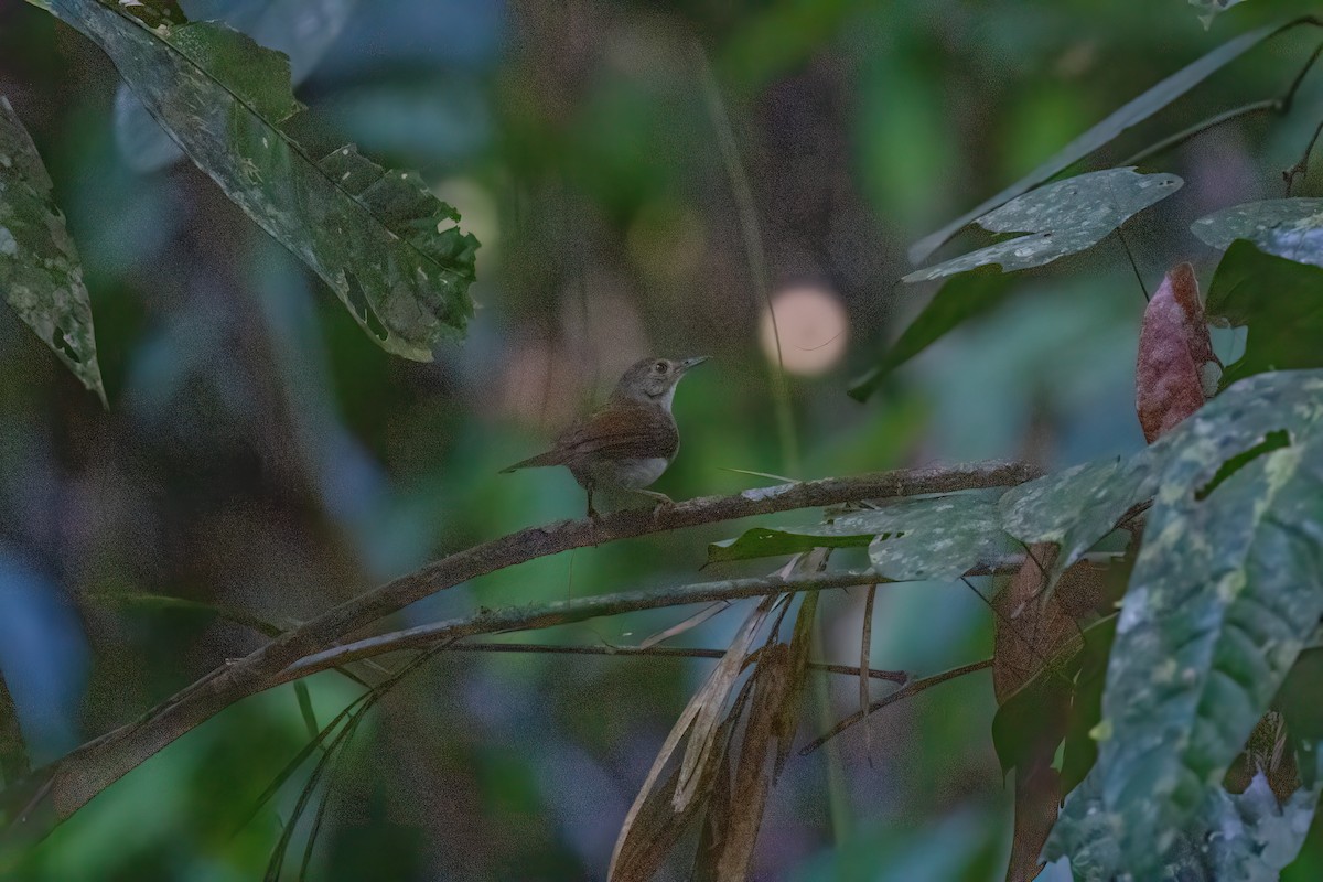 White-chested Babbler - ML638699296