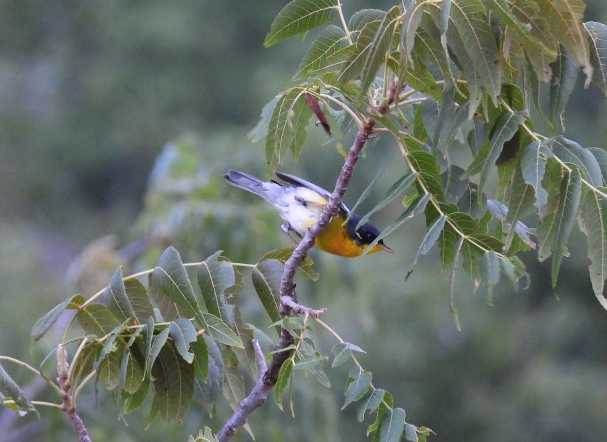 Tropical Parula - ML638699301