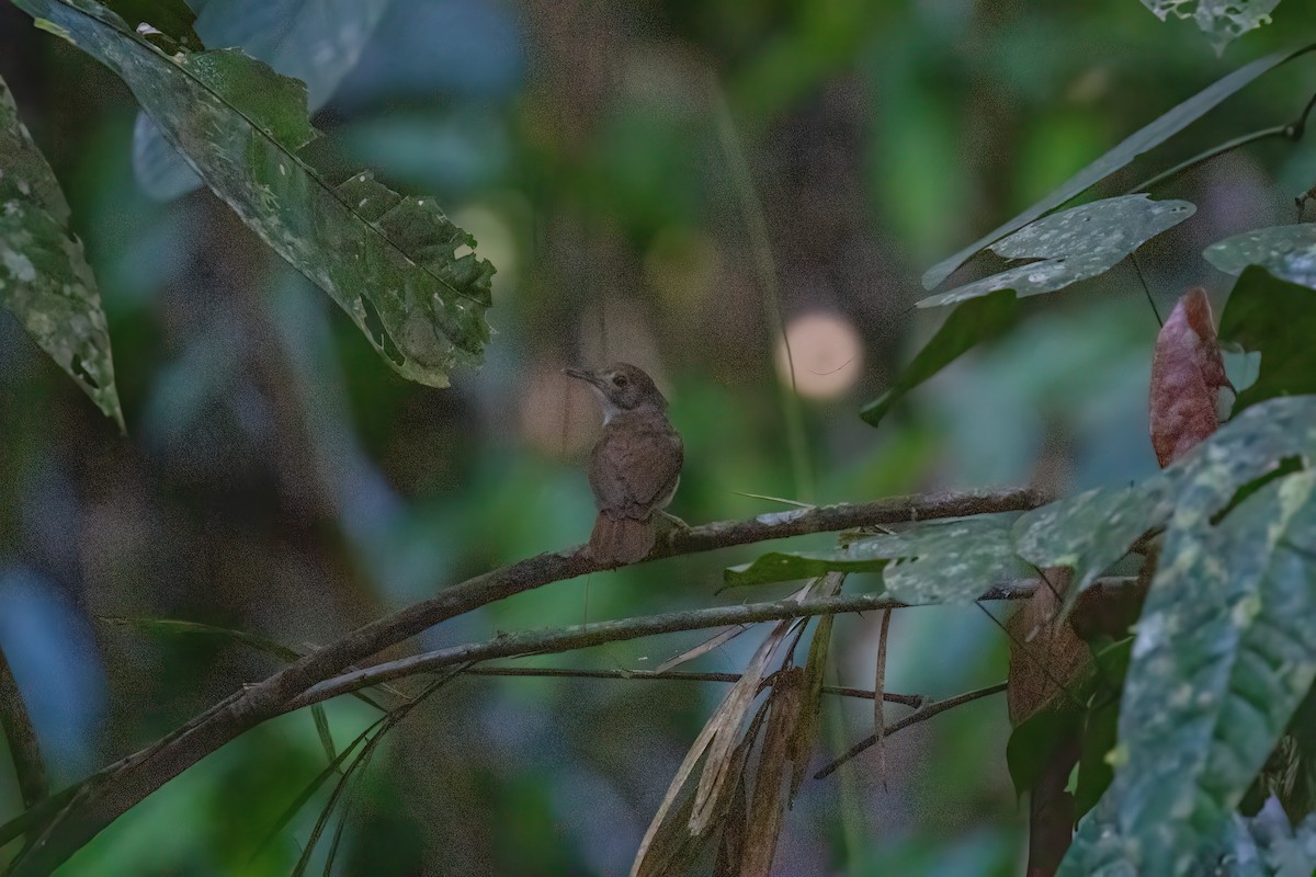 White-chested Babbler - ML638699303