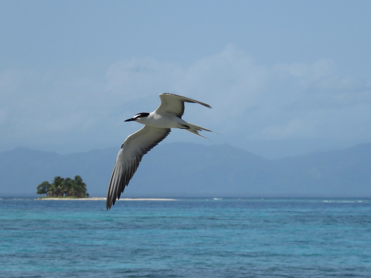 Bridled Tern - ML63869931