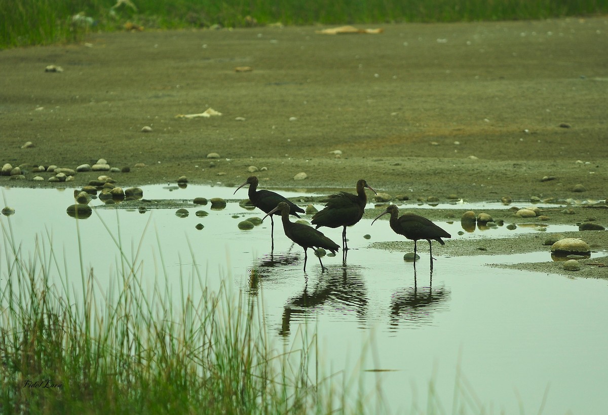 Puna Ibis - ML638699376