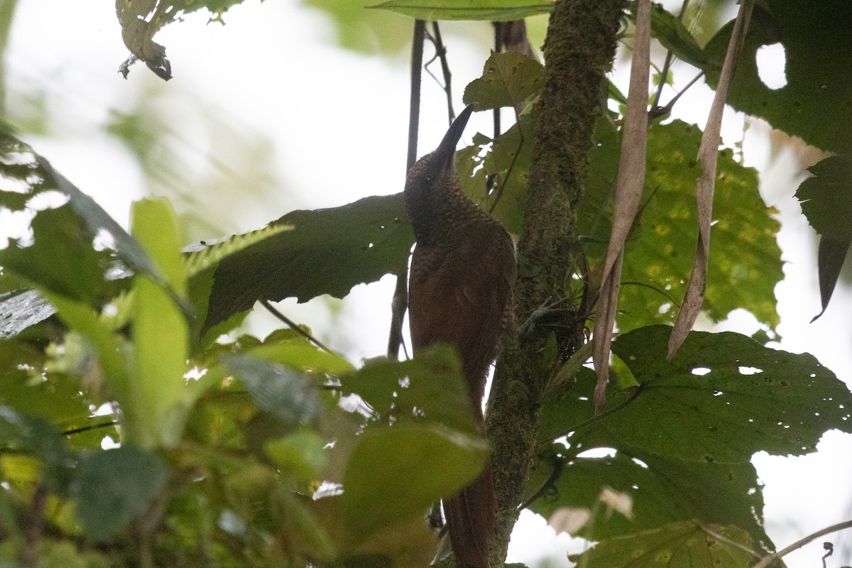 Northern Barred-Woodcreeper - ML638699437
