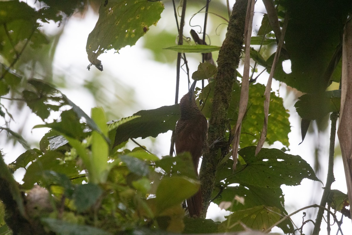 Northern Barred-Woodcreeper - ML638699438