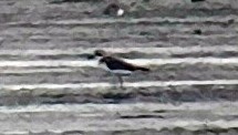 Tibetan Sand-Plover - ML638699453