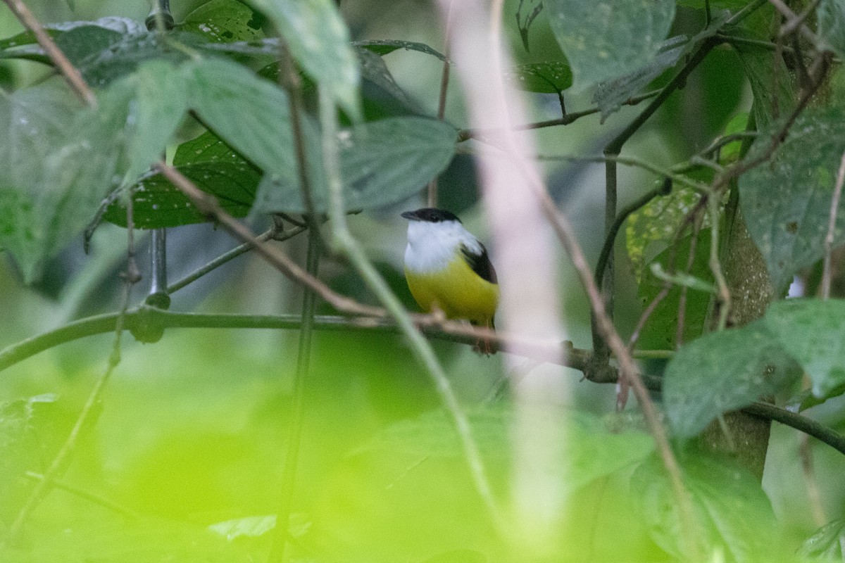 White-collared Manakin - ML638699470
