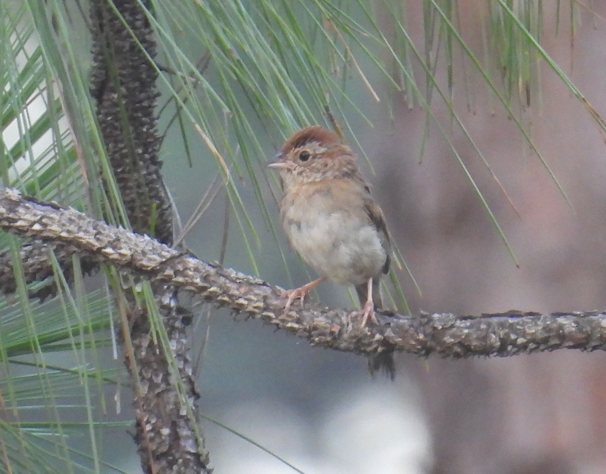 Bachman's Sparrow - ML638699472