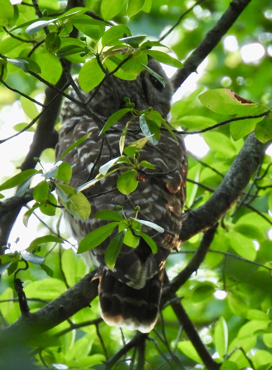 Barred Owl - ML638699568