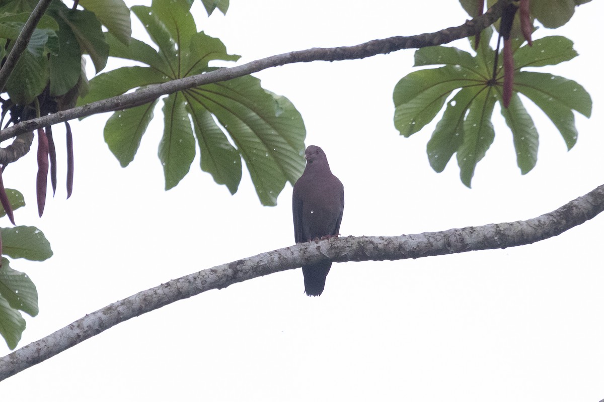 Red-billed Pigeon - ML638699599