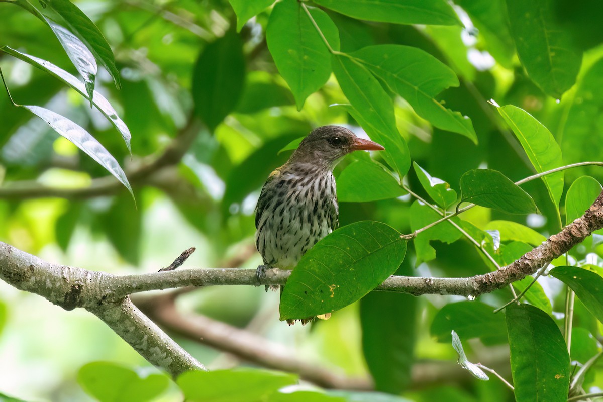 Ventriloquial Oriole - ML638699602
