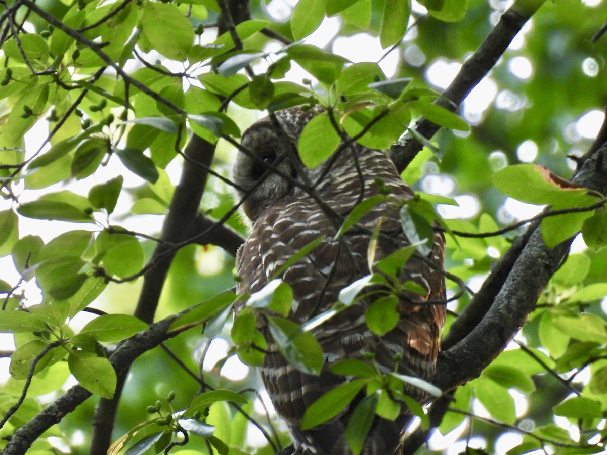 Barred Owl - ML638699617