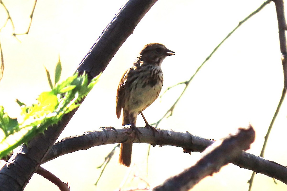 Song Sparrow - ML638699620