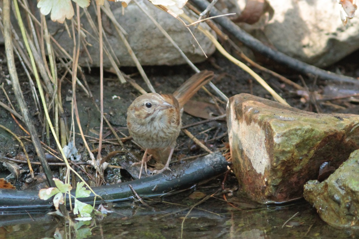 Song Sparrow - ML638699622