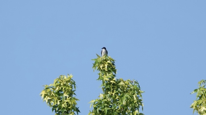 Eastern Kingbird - ML638699623